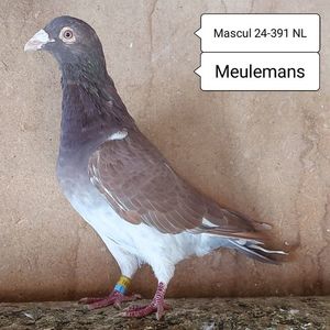 Mascul 24-391 NL....-30 lei