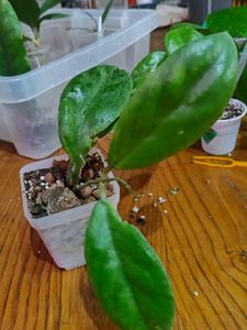 Hoya veriocelatabMA 09