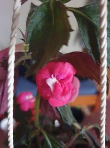 Messenger_creation_83C2A539-2858-4F9B-9DCF-E08A4332ED5D