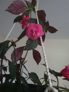 Messenger_creation_BAB87DEC-D97F-41A0-AF9B-3D00BD90521A