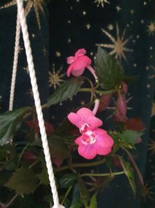 Messenger_creation_F4B1B519-11EE-469D-9968-54181F9767D1