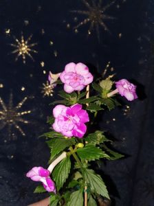 Messenger_creation_4AA86887-790C-4452-B4C4-C73B3F2C79C9