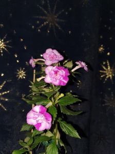 Messenger_creation_F714A0EA-4779-4F1C-84B6-9CDBF2CDDF2B