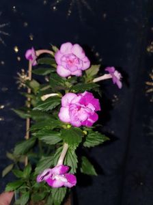 Messenger_creation_9AC00A8B-DB10-49A3-95A7-79C993EF37E4