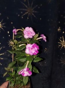 Messenger_creation_0135024F-998A-4AC7-B4E6-82A475BC15BF