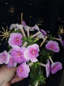 Messenger_creation_E8087342-B7AA-4469-8FDE-24001BFCAC5B