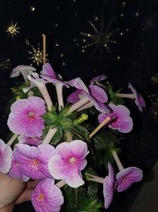 Messenger_creation_45641D8D-EF4B-4A12-BAE0-B897C87B363B