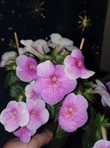 Messenger_creation_546DCB1D-4494-4358-B2C4-C8CF172F4853