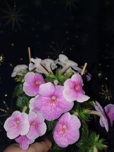 Messenger_creation_E8A57DBD-AA1D-44F4-A601-FC5D6E8592DF