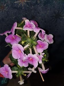 Messenger_creation_8BBBE8C9-7A8A-4139-8263-CA6CF0B4D413