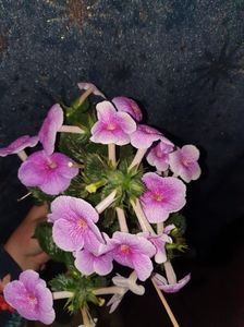 Messenger_creation_49CADAB5-0ACF-488A-BD42-0B1B0814AAA8 Messenger_creation_49CADAB5-0ACF-488A-BD42-0B1B0814AAA8