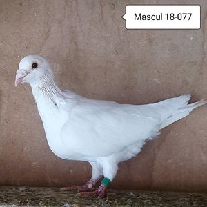 Mascul 18-077