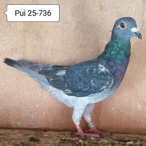 Pui 25-736....-10 lei