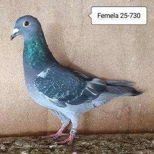 Pui 25-730....-10 lei