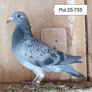 Pui 25-735....-10 lei