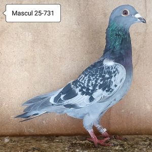 Mascul 25-731....-10 lei
