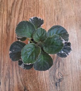 LE Greenland 35 lei si 25 lei LE Greenland 35 lei si 25 lei