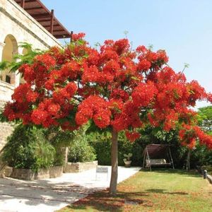 delonix regia