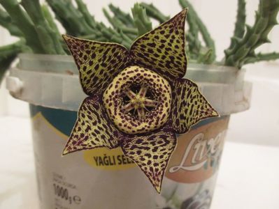 Orbea variegata 2