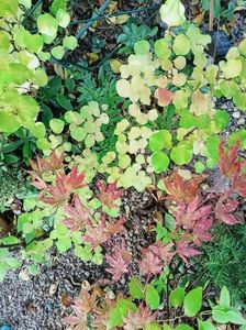 Atropurpureum