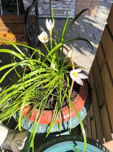 Zephyranthes alba-Zefiri de toamna
