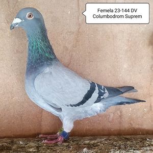 Femela 23-144 DV
