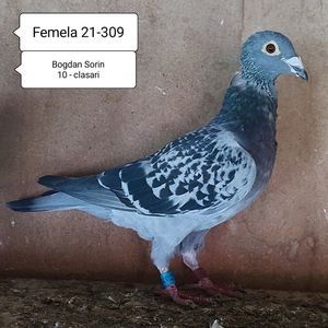 Femela 21-309