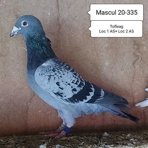 Mascul 20-335
