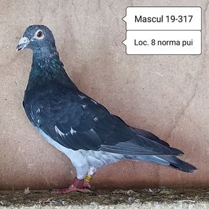 Mascul 19-317