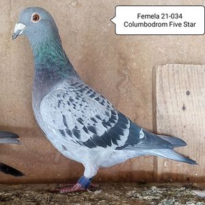 Femela 21-034