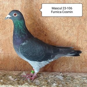 Mascul 23-106