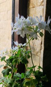 La adapost pana la primavara