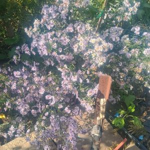 aster mov deschis