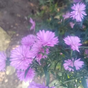 aster mov batut