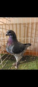 Screenshot_20250920_220814_WhatsApp(1)