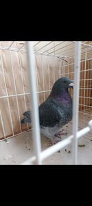 Screenshot_20250920_220658_WhatsApp