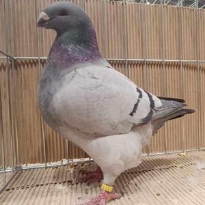 Messenger_creation_8DFCBDE3-065A-4BB1-ADFA-A8F0063F7388