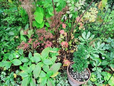 Lileeanne's Jewel și Autumn Moon