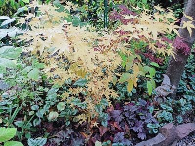 Bi Hoo și Trompenburg