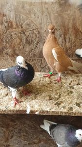 WhatsApp Image 2025-10-25 at 11.04.45_5b544eb9