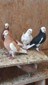 WhatsApp Image 2025-10-25 at 11.04.45_381a8b9a