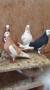 WhatsApp Image 2025-10-25 at 11.04.45_e0abf44e