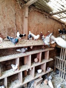 WhatsApp Image 2025-10-25 at 11.04.43_c7e69538