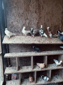 WhatsApp Image 2025-10-25 at 11.04.44_2063409c