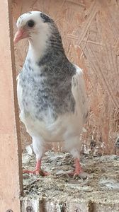 WhatsApp Image 2025-10-25 at 11.04.44_e57bed15