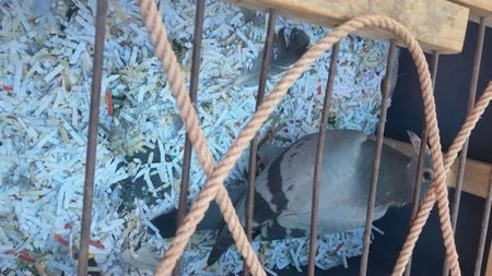 Fica loc 1 maraton palm.judet 2024; Dr.Draghici Alexandru
