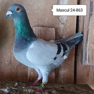 Mascul 24-863