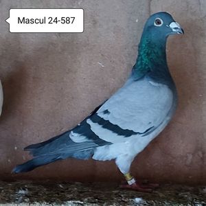 Mascul 24-587