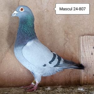 Mascul 24-807