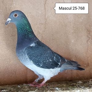 Mascul 25-768
